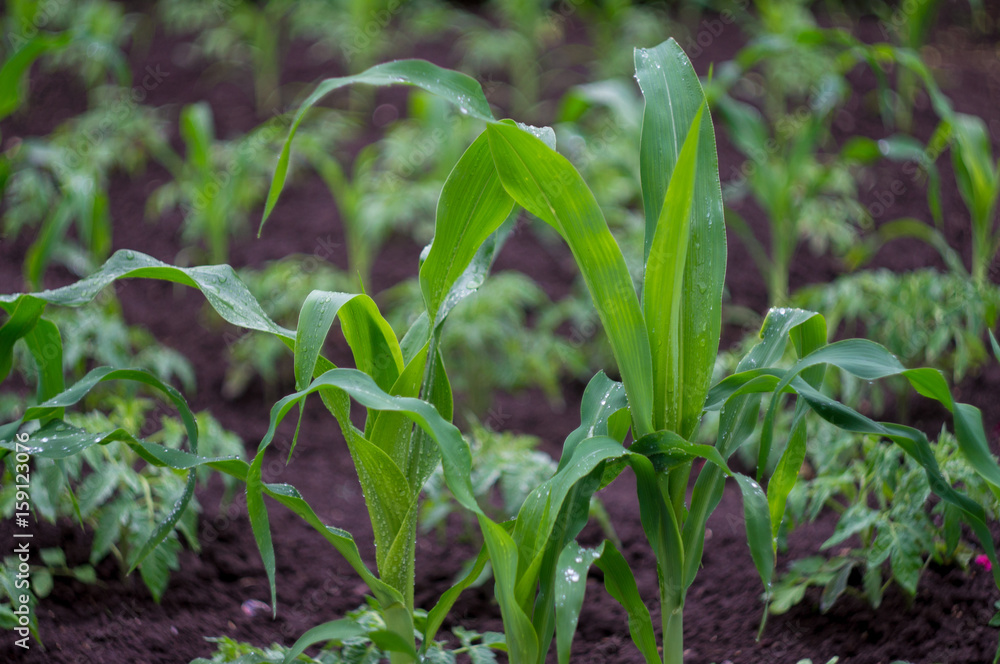 green seedling sprout of corn and tomatoes in the garden on the ground after rain in summer day green seedling sprout of corn and tomatoes in the garden on the ground after rain in summer day