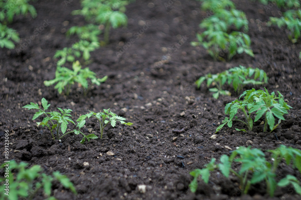 green seedlings sprouts of tomatoes in the garden on the ground after rain in summer day green seedlings sprouts of tomatoes in the garden on the ground after rain in summer day