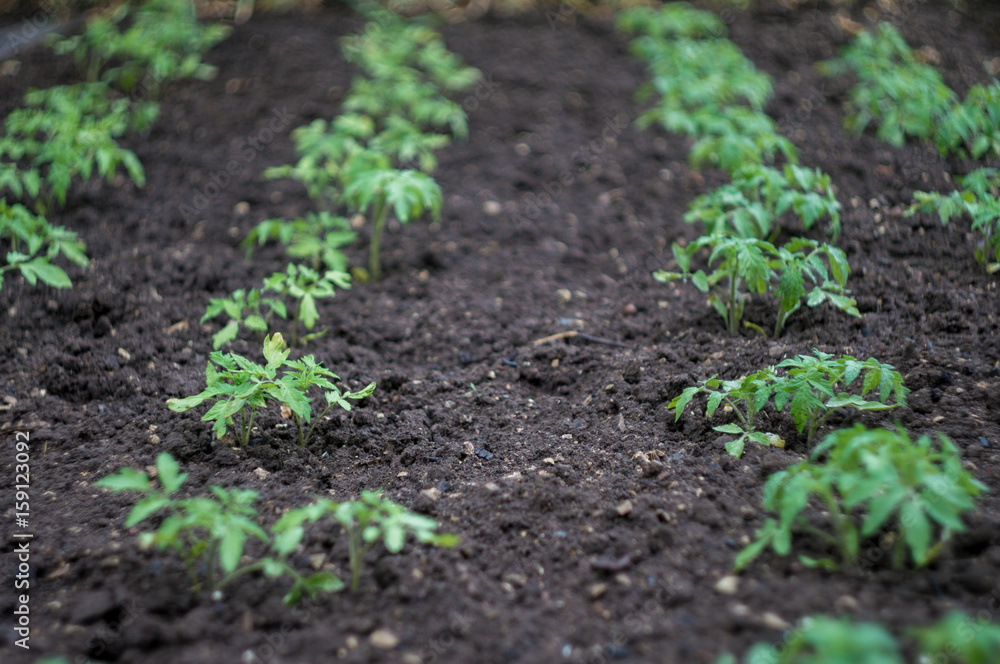 green seedlings sprouts in the garden on the ground after rain in summer day green seedlings sprouts in the garden on the ground after rain in summer day