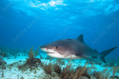 Tiger shark. © frantisek hojdysz