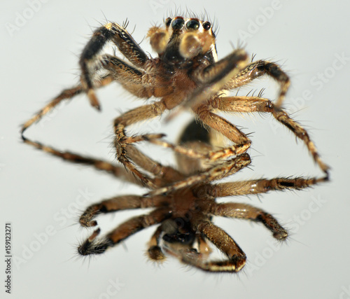 Spider arthropod animal
