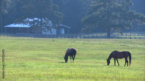 Horse Ranch Barn Horses