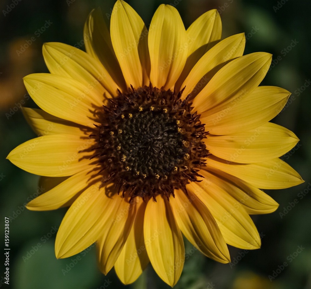 Fototapeta premium An up close view of a Golden Yellow Sunflower in full bloom