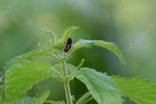Ladybird ladybug larvae resting on the leaf of a stinging nettle