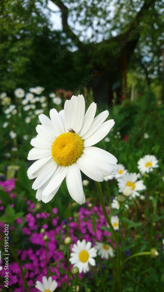 Flowers of summer in Lithuania Flowers of summer in Lithuania