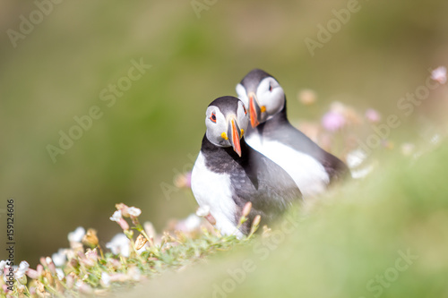 Puffins