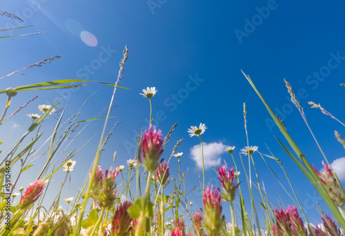Meadow wild flowers