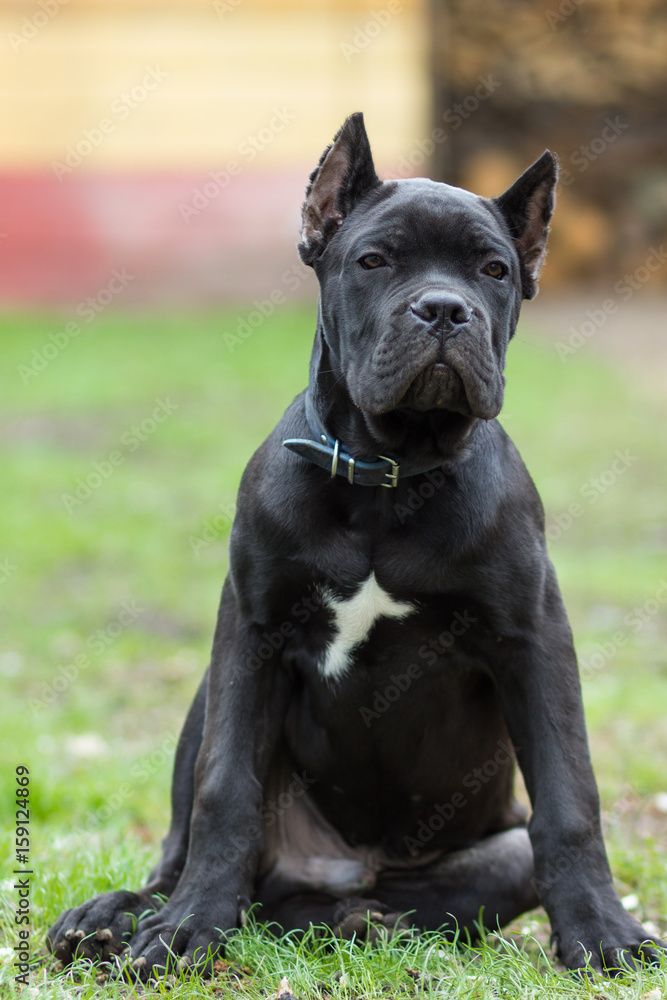 Puppy age 3 months of Cane Corso breed of black color sits on the grass Puppy age 3 months of Cane Corso breed of black color sits on the grass