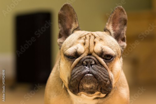 French bulldog of fawn color, black background © fast_9