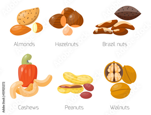 Piles of different nuts hazelnut almond peanut walnut cashew tasty seed vecto...