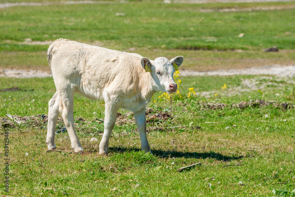 Golden beige calf walking on seaside meadow. Golden beige calf walking on seaside meadow.