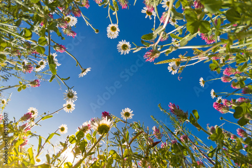 Meadow wild flowers against blue sky from ground
