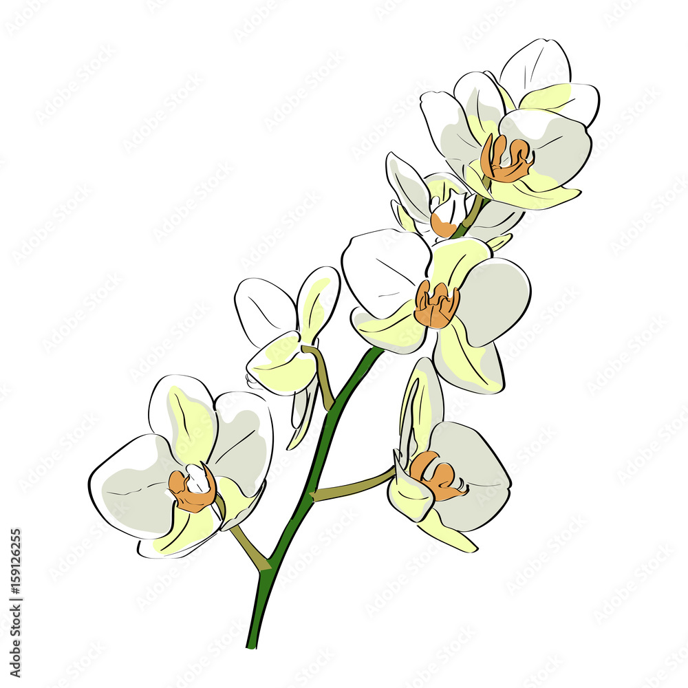 Obraz premium Vector drawn orchid on white background. Exotic collection.
