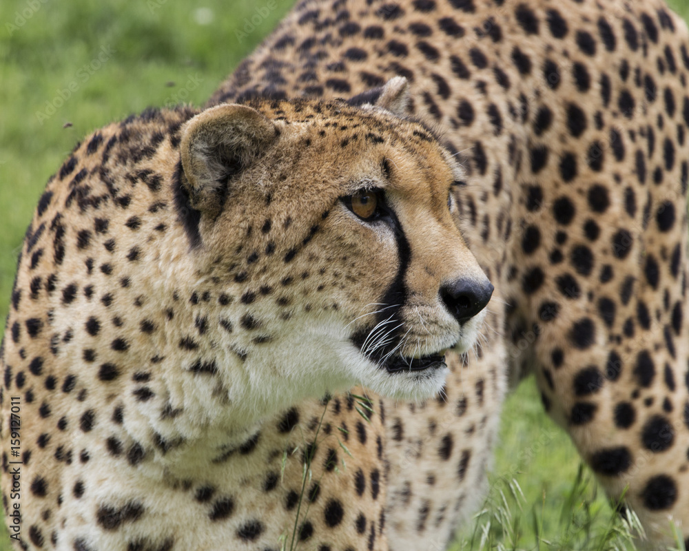 Fototapeta premium Cheetah