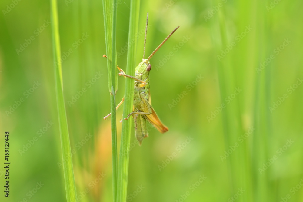 hidden grasshoppers insects on the grass hidden grasshoppers insects on the grass
