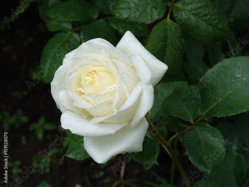 flower, rose, blossom, nature, beautiful, green, floral, beauty, bloom, garden, background, love, plant, summer, valentine, petal, natural,  fresh, day, red, romance, color, white, gift, flora, isolat