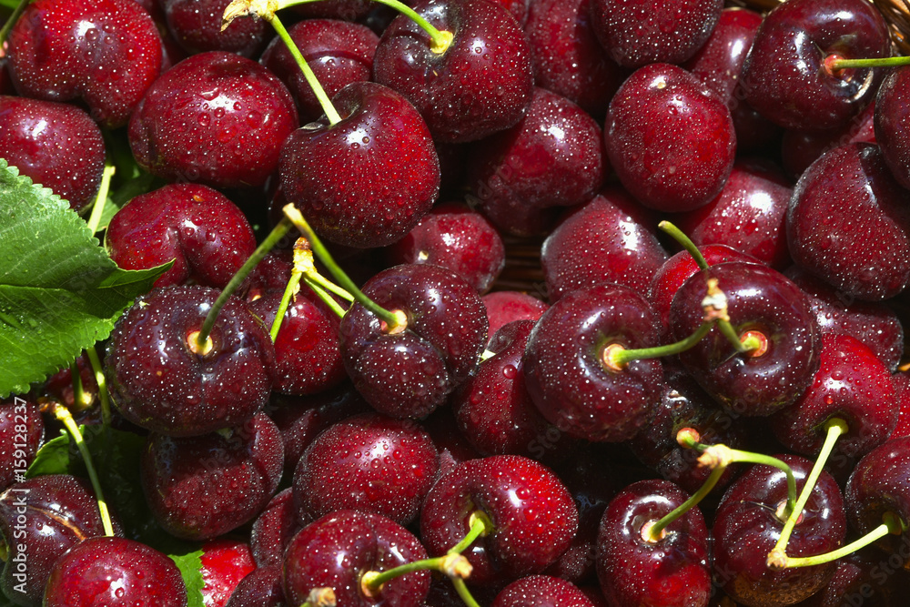 Close-up of fresh wet cherry berries Close-up of fresh wet cherry berries