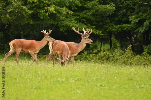 grazing deers stag hart on the meadow  © Pavol Klimek