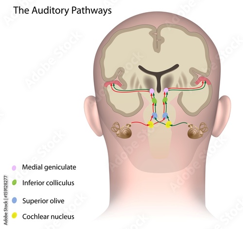 The auditory pathways