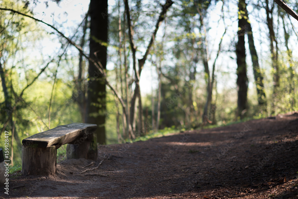 Bench in the summer park with old trees and footpath Bench in the summer park with old trees and footpath