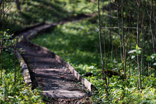 Pathway in a park leading to a forested area. Wooden path wooden boardwalks, wooden sidewalks, in summer park