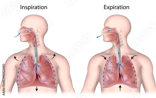 Breathing cycle, in and out photo