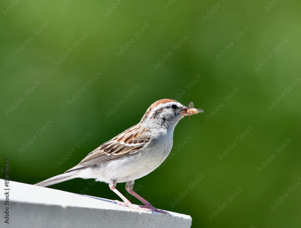Juvenile chipping sparrow (Spizella passerina) eating an insect Juvenile chipping sparrow (Spizella passerina) eating an insect