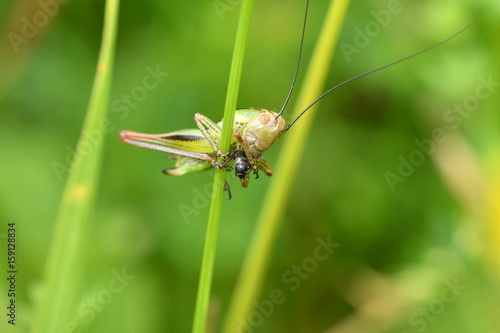 hidden grasshoppers insects on the grass 