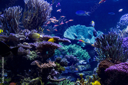 Fototapeta Naklejka Na Ścianę i Meble -  Aquarium Reef