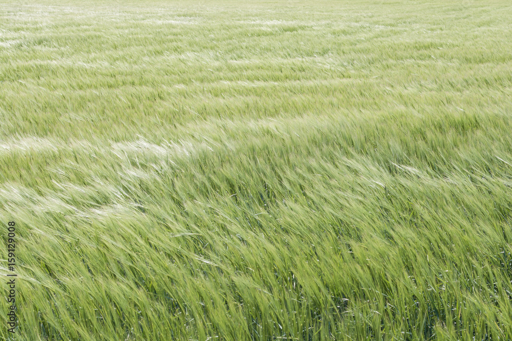 Getreidefeld im Wind Getreidefeld im Wind