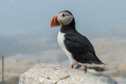 Atlantic Puffin