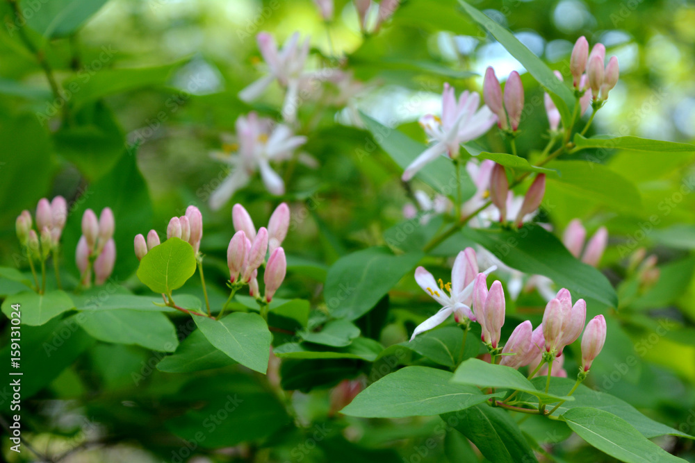 Blossoming honeysuckle. Delicate pink flowers and buds. Blossoming honeysuckle. Delicate pink flowers and buds.