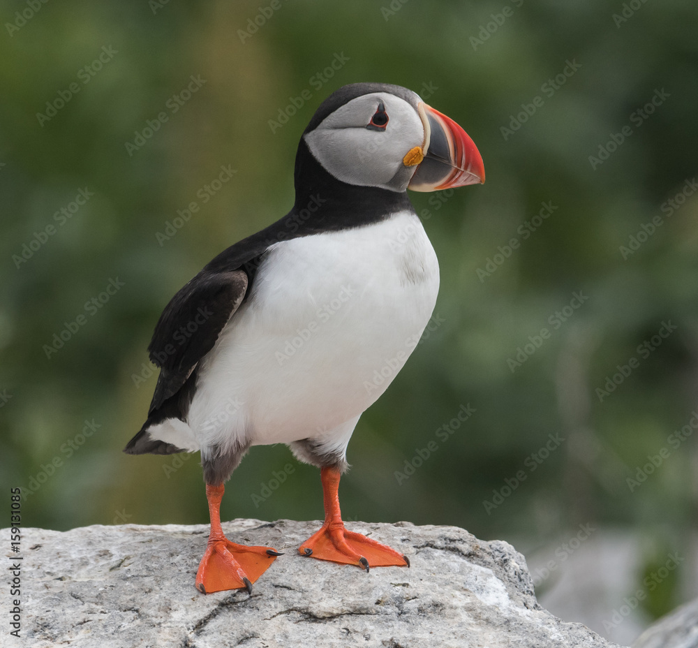 Naklejka premium Atlantic Puffin