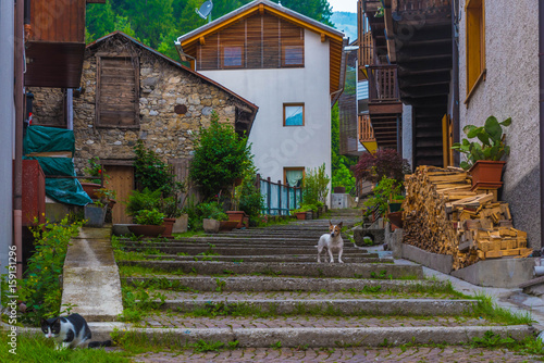 Pieve di Cadore Hund Katze Stiege