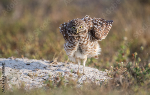 Burrowing Owl © Harry Collins
