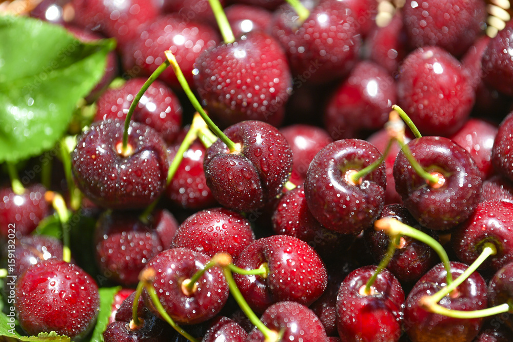 Close-up of fresh wet cherry berries Close-up of fresh wet cherry berries