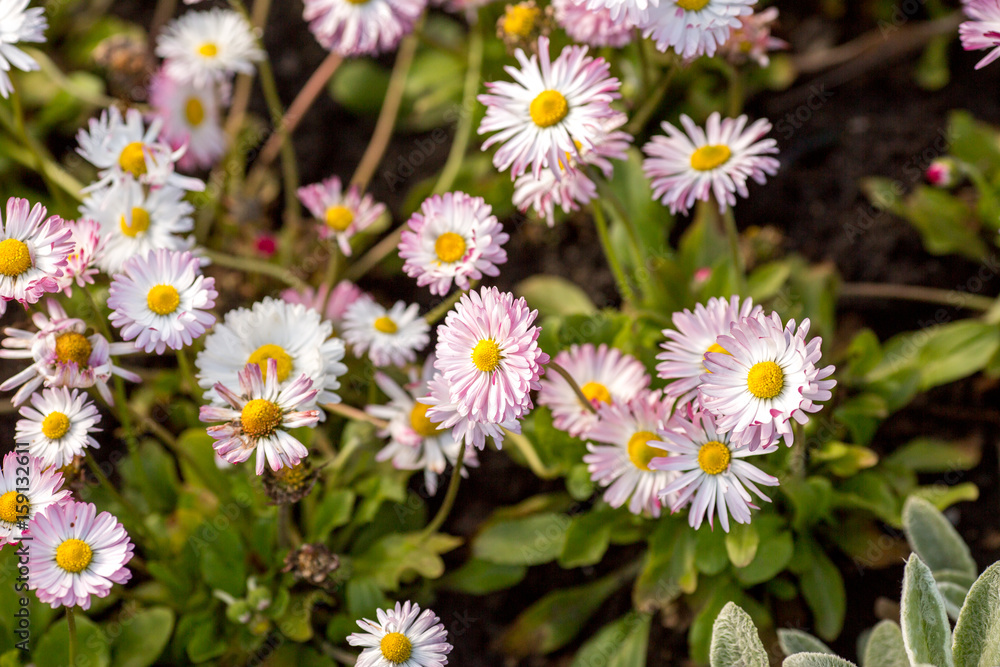 Field of colorful chamomiles in the garden Field of colorful chamomiles in the garden