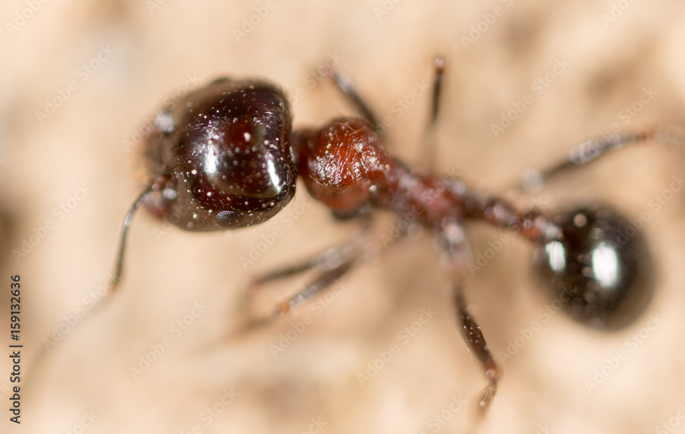 ant in nature. macro ant in nature. macro