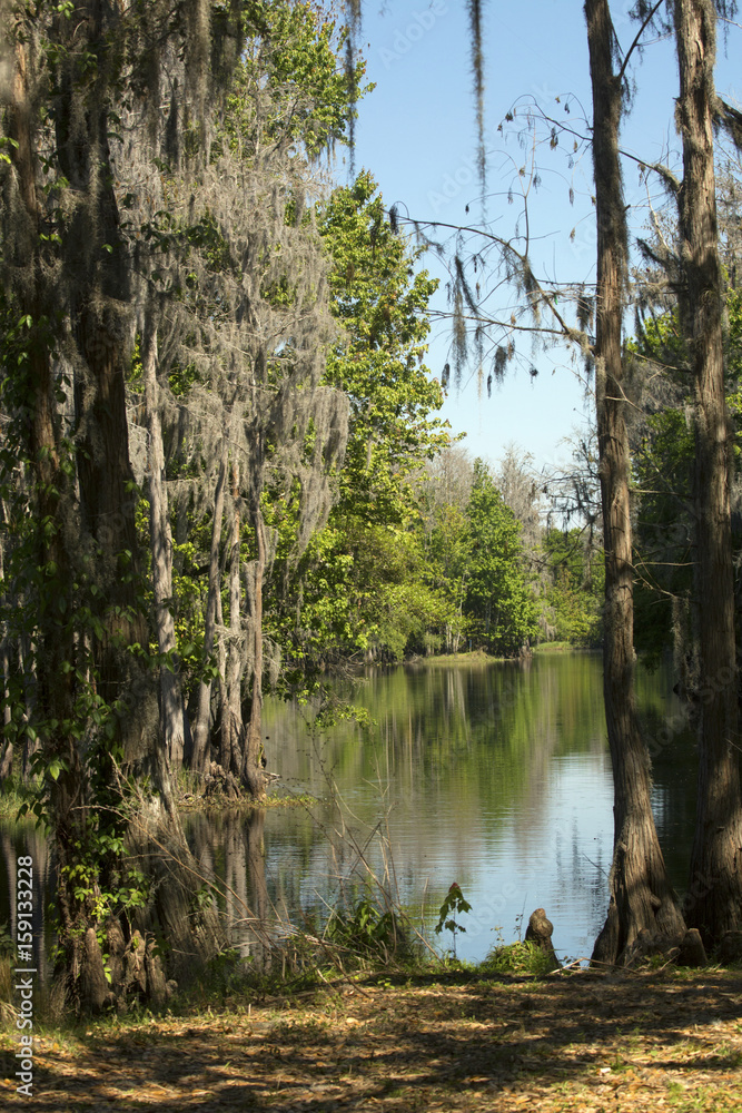 Shingle Creek with moss draped trees in Kissimmee, Florida. Shingle Creek with moss draped trees in Kissimmee, Florida.