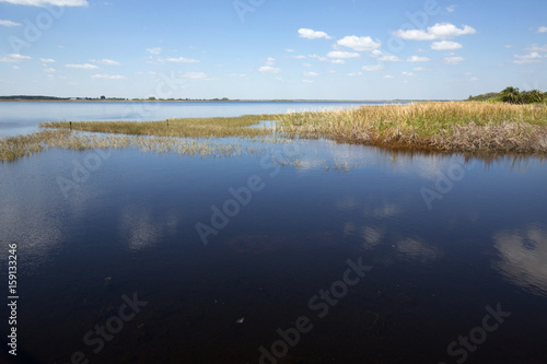 Marsh on shore of Lake Tohopekaliga on a spring day.