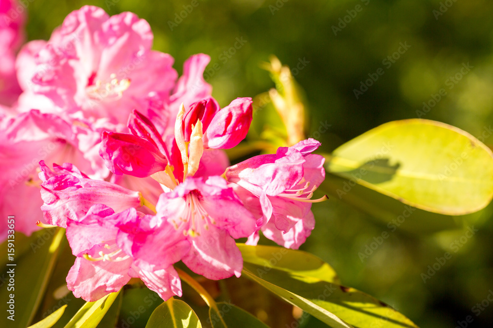 Fototapeta premium .rhododendron flowers in the botanical garden bloomed beautiful flowers