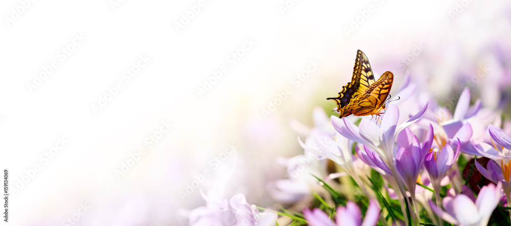 Fototapeta premium Wiese mit zarten Blumen im Frühling
