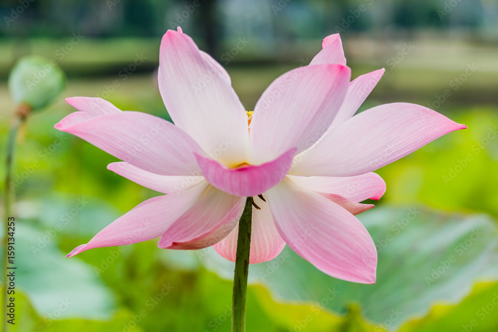 beautiful pink waterlily or lotus flower in pond beautiful pink waterlily or lotus flower in pond