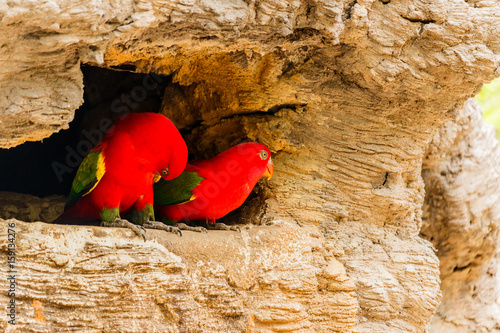 Foto Chattering lory sitting on a tree branch