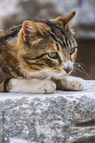 Stray cat laying on the marble in Ephesus (Turkey)