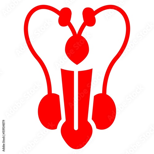 Male reproductive system photo