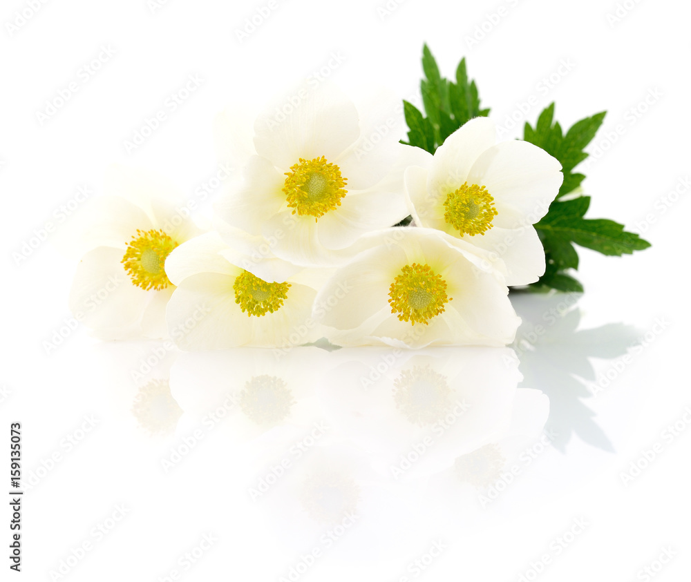 Obraz premium Five white flowers.