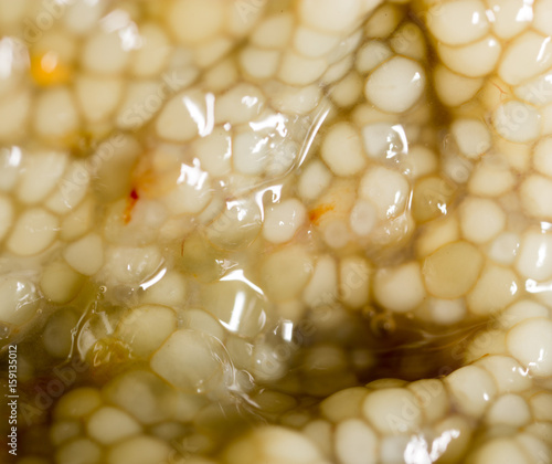 fresh fish roe as a background. macro