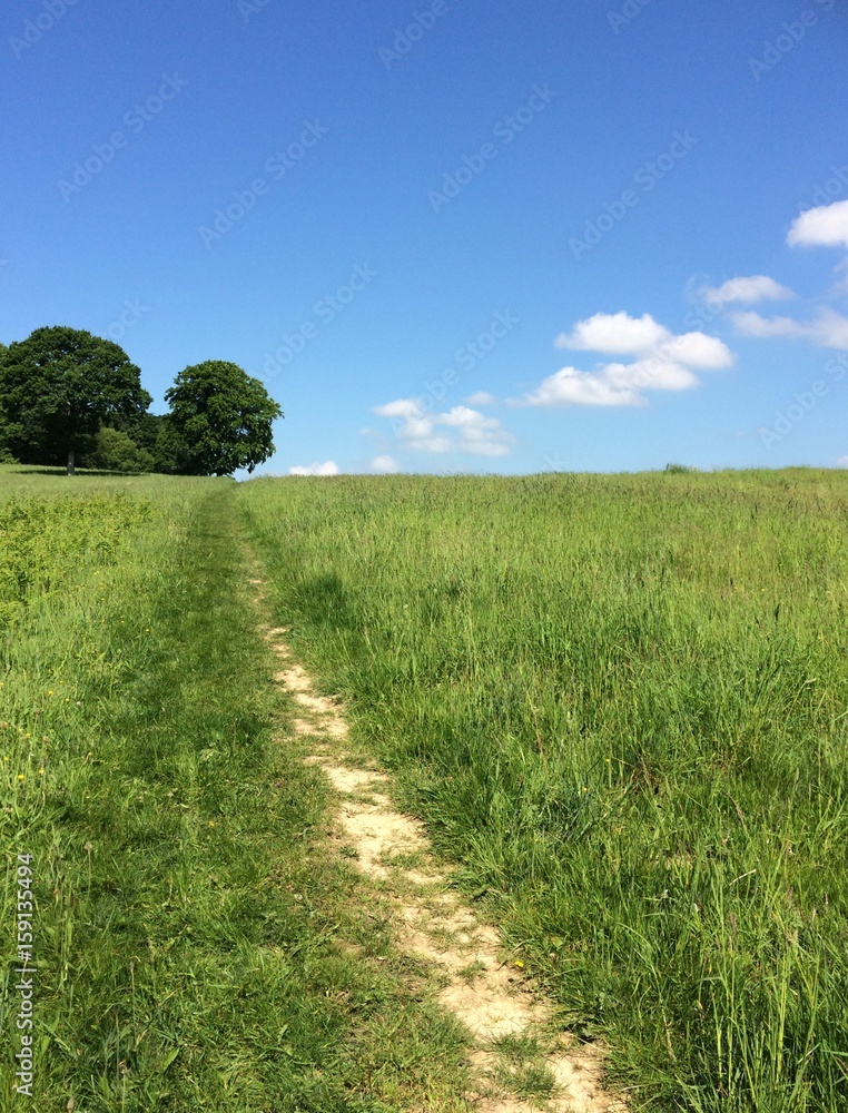 Fototapeta premium Trail in the Grass