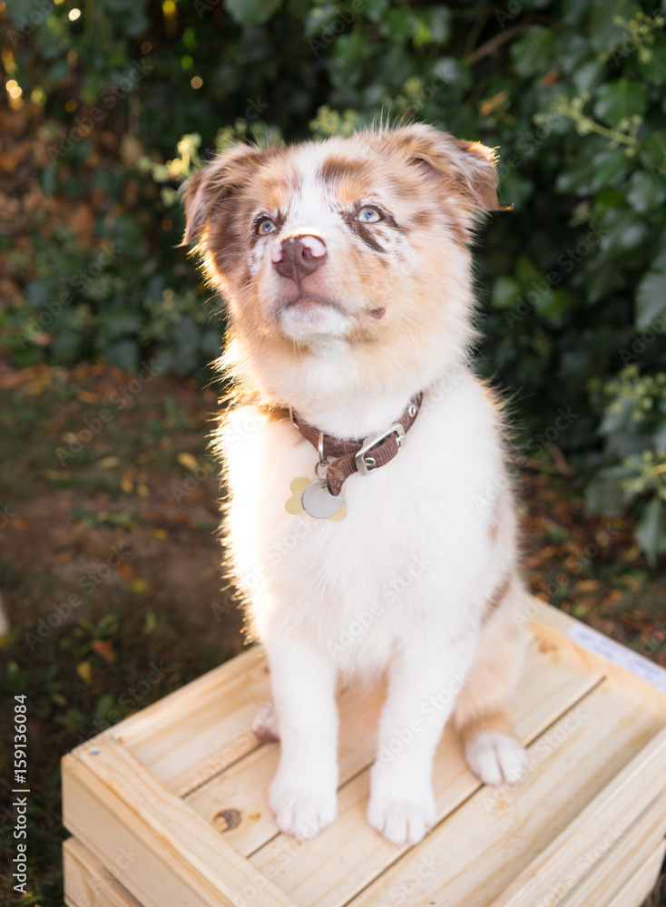 Obraz premium Purebred Australian Shepherd Puppy Stands on Wooden Crate